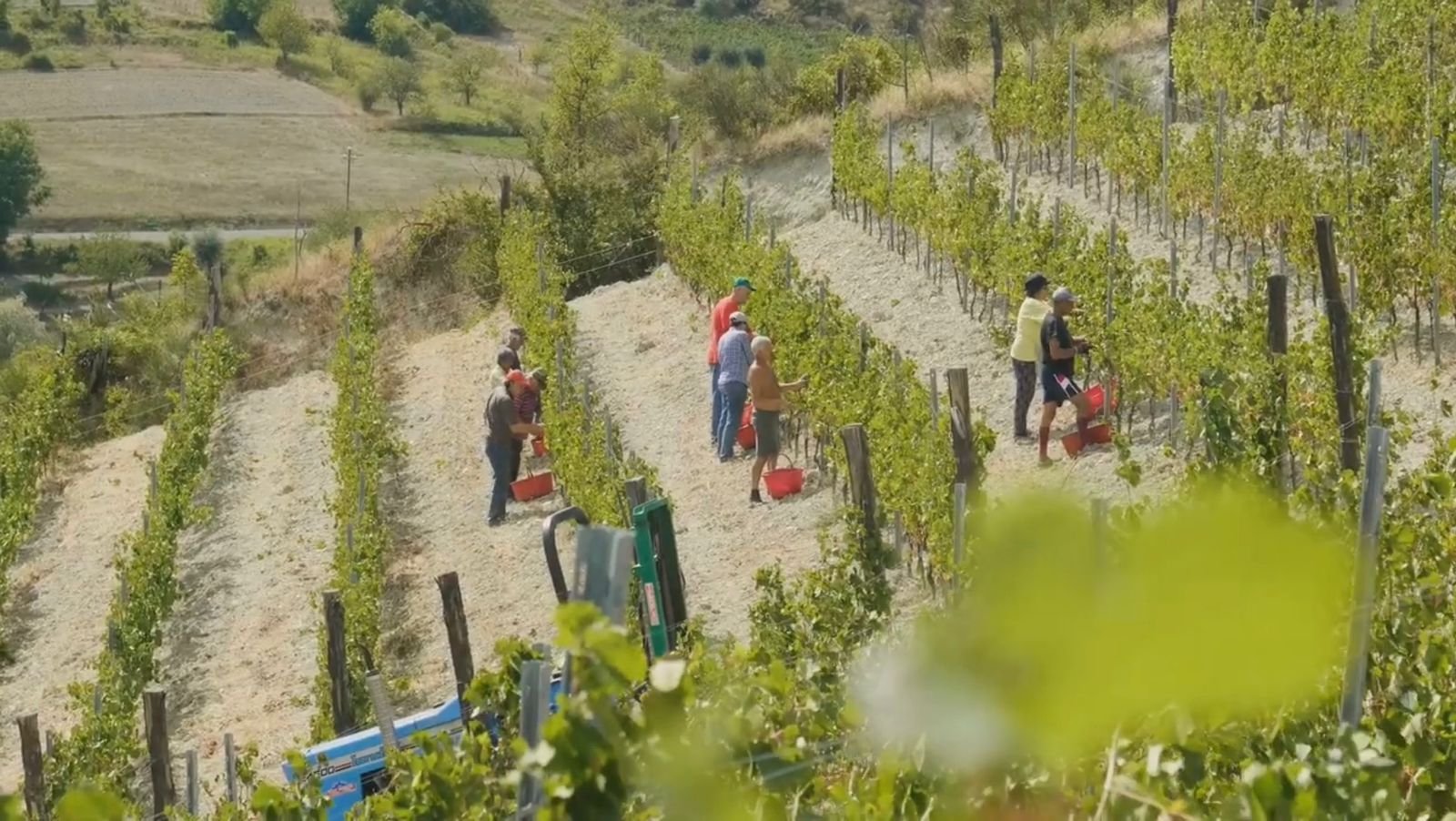 Vineyard workers harvesting grapes by hand